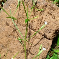 Canscora alata (Roth) Wall.
